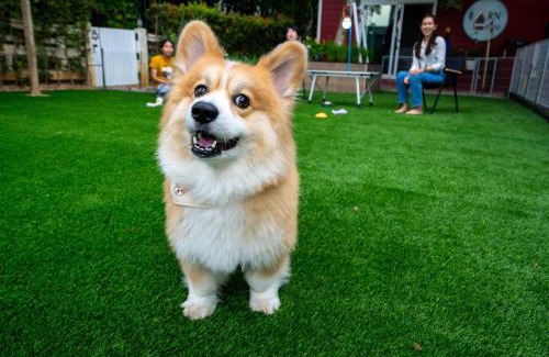 Pong Ta Long Casa | Barn House Pet Friendly