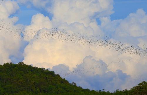 Wang Katha Complejo | Bat Cave Glamping Khao Yai