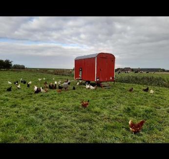 Norderfriedrichskoog Apartamento | Bauernhof Thiesen