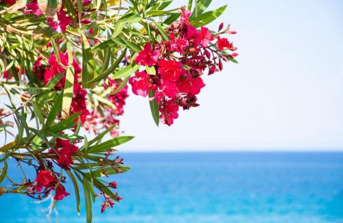 Amoudi Apartamento | Baywatch Apartments on the Beach by "elite"