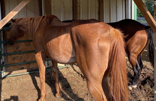 Farmersville Casa | Hermosa pequeña granja de caballos