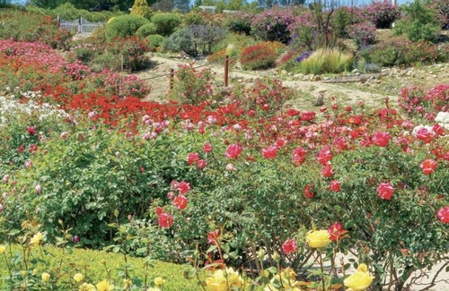 Temecula Casa | Beautiful Room in Temecula-Perfect Oasis for Traveling Nurses and Doctors