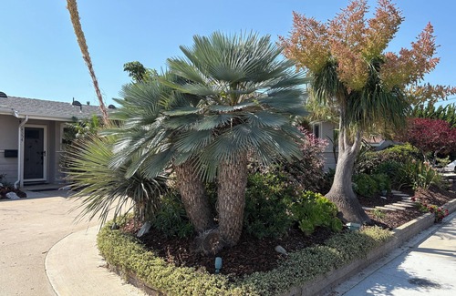 Clairemont Casa | Beautifully landscaped 3-BR/2BA house. centrally located/beaches,downtown+more