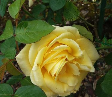 Fumel Apartamento | BED AND BREAKFAST LES ROSES MULTICOLORES DU 47