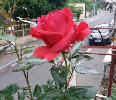 Fumel Apartamento | BED AND BREAKFAST LES ROSES MULTICOLORES DU 47