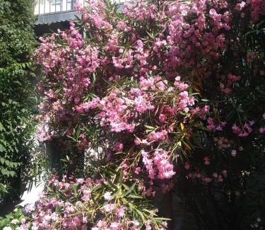 Villeneuve-les-Avignon Apartamento | Bel Appartement Dans Cloitre Arbore
