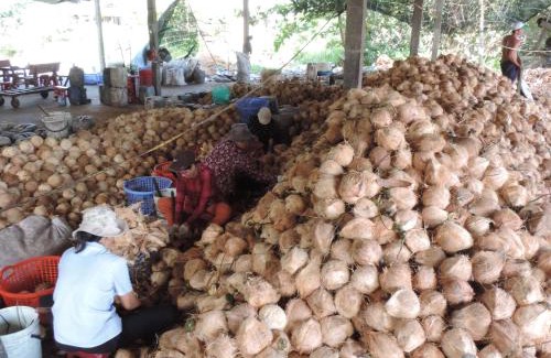 Ben Tre Casa | Ben Tre Farm Stay
