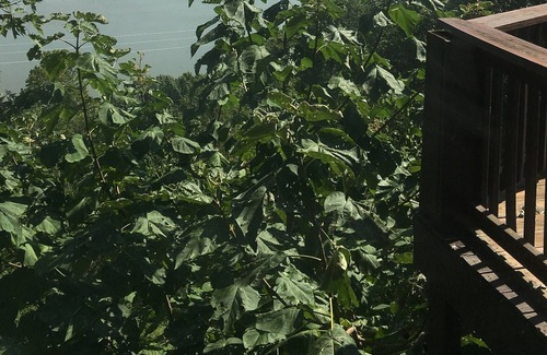 Little Rock Otro | big home, gated street, sleeps 10, awesome views. Deck, garage, fence, dogs ok.