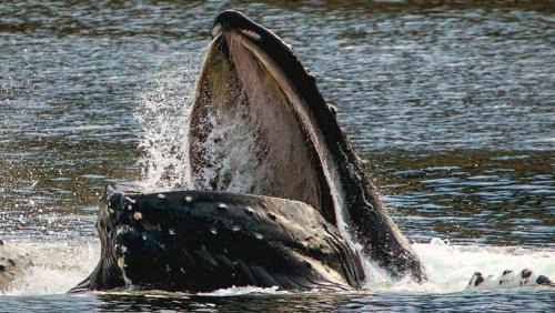 Juneau Apartamento | Biker's Bungalow - Near Mendenhall Glacier and Auke Bay Offering DISCOUNT ON TOURS!