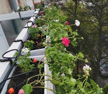 Craiova Apartamento | Bloom Box Apartments