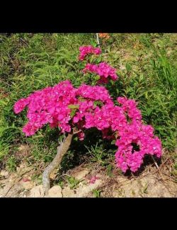 Hulu Selangor Casa | BougainVillea Garden KKB