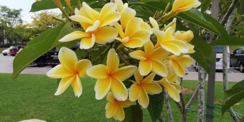 Hulu Selangor Casa | BougainVillea Garden KKB