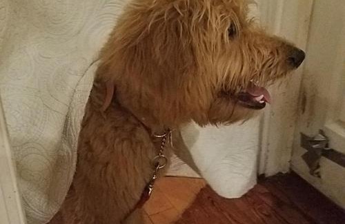 North End Casa | Boutique Dog Friendly Hotel Ocean City Mansion