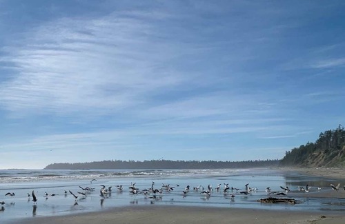 Ucluelet Cabina | Brand new cabin on large property