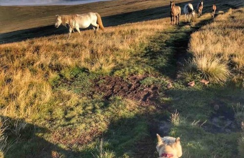 Defynnog Cabaña | Brecon Beacons Cost Cottage