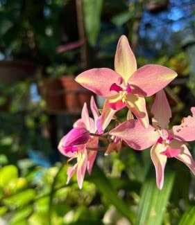 Allacapan Casa | Bulo Cottage & Garden