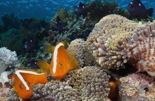Bunaken Cama Y Desayuno | Bunaken Jhon Homestay