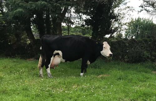 Corofin Casa | Burren Haven