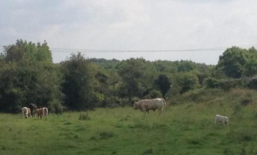 Corofin Casa | Burren Haven