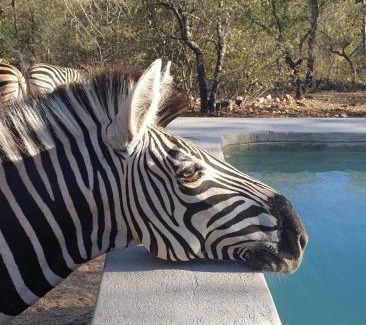 Marloth Park Casa | Bush Serenity Studio