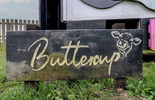 Woodbridge Cabaña | BUTTERCUP (COW SHED 3), pet friendly, with a garden in Campsea Ashe