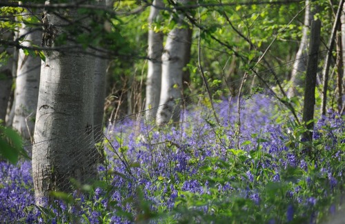 Chedworth Otro | Buttercup Glamping Pod