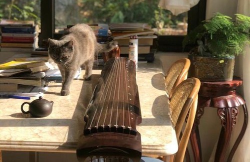 Lang Son Casa | Căn nhà nhỏ bên đồi thông