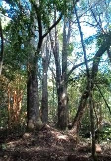 Pucon Apartamento | Cabaña Arrayan