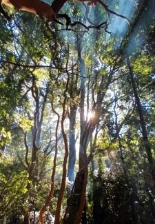 Pucon Apartamento | Cabaña Arrayan