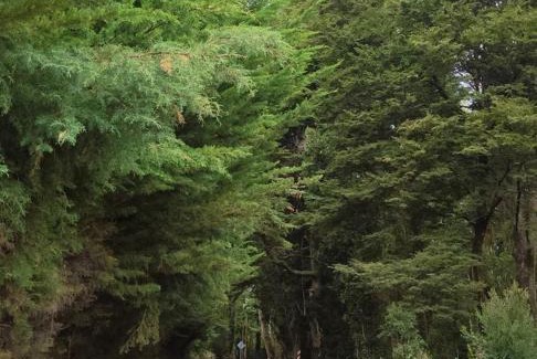 Ensenada Casa | Cabaña Ensenada, Puerto Varas - 1 ambiente