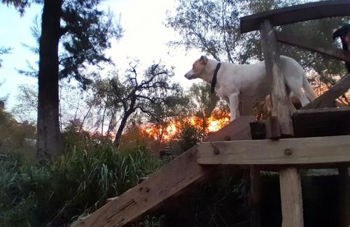 Partido de Tigre Casa | Cabaña entre arboles