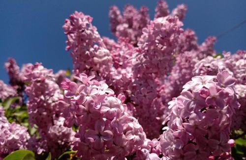 Trevelin Casa | Cabaña Las Lilas