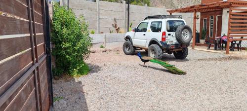 Vicuna Apartamento | Cabañas Amancay
