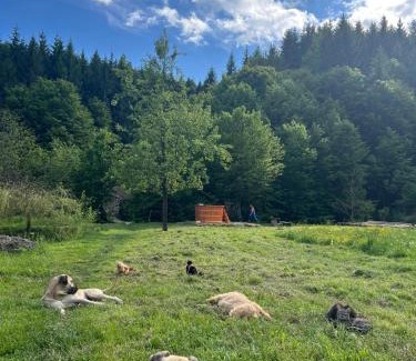 Cosbuc Casa | Cabana Țibleș Bichigiu