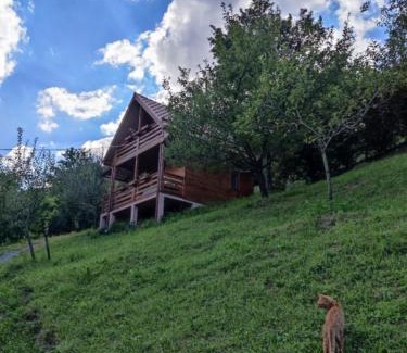Viseu de Sus Cabina | Cabana Ulmului