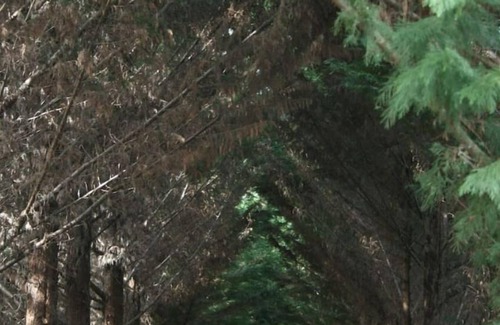 Labouheyre Cabaña | Cabane en Pleine Nature - Domaine Temali