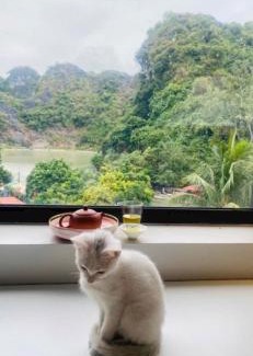 Cat Hai Apartamento | Camellia Garden Homestay - Rooftop