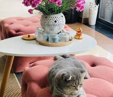 Cat Hai Apartamento | Camellia Garden Homestay - Rooftop