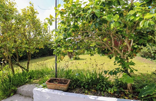 Chysauster Cabaña | Camellia