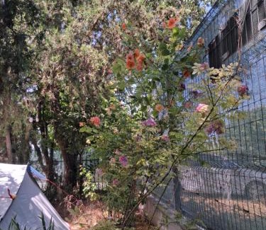 Vama Veche Otro | Camping Curtea Pescărușului