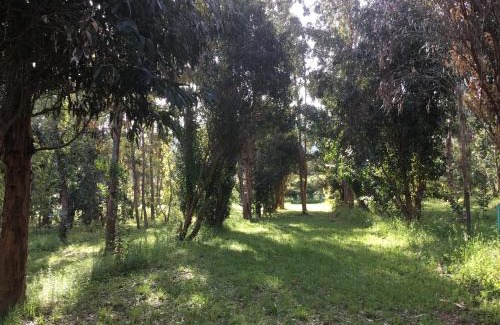Appietto Otro | Camping du Soleil