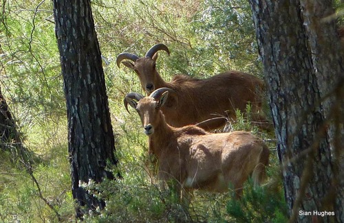 El Berro Otro | Camping Sierra Espuña
