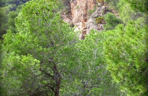 El Berro Otro | Camping Sierra Espuña