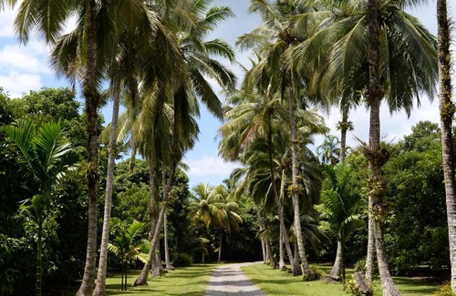 Cape Tribulation Cama Y Desayuno | Cape Trib Farm