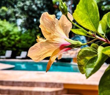 Sittee River Village Cama Y Desayuno | Caribbean Shores Belize