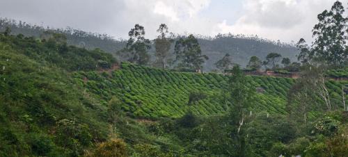 Munnar Casa | CARMEL HOME STAY