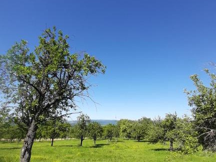 Domasnea Casa | Casă de Vacanță; Coliba - Mama Anica, Vasile Nicoară Sârbu, Cănicea