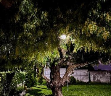 Pachuca de Soto Casa | Casa del árbol
