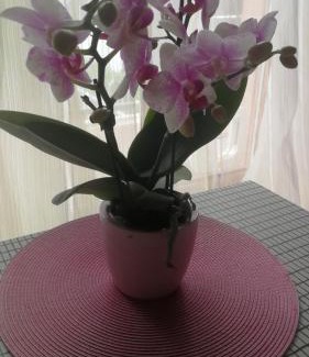Alba Casa | Casa delle orchidee