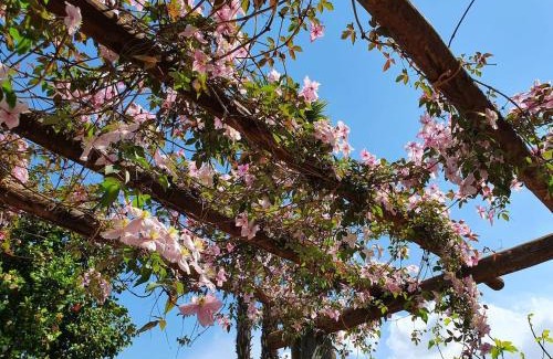 Minusio Apartamento | Casa delle Vigne: Giardino, pergola e vista lago